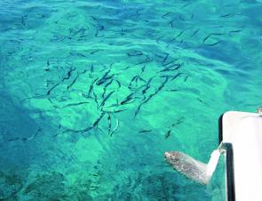 A school of garfish in the water; berleyed up and ready to be caught for bait. 
