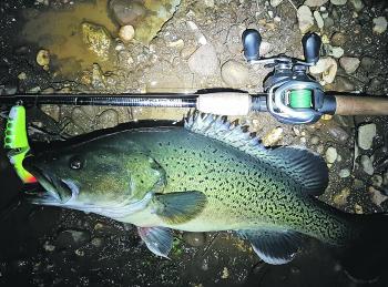 This lovely trout cod took the author’s Koolabung Cod Cracker surface lure after dark, only five minutes from the Wangaratta CBD.