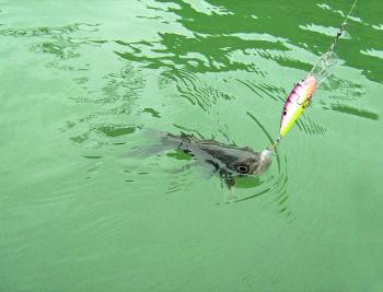 A bass in murky water after a storm, hits a lure like it’s going to be its last feed. They are best on the lightest gear – troll the edges of the lilies and cast around trees and logs.