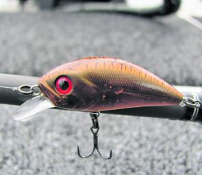 The author’s favourite shallow-water hardbody, an Asakura in colour brown crack. 