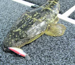 Flathead can’t say no to a lure swum past their face. 