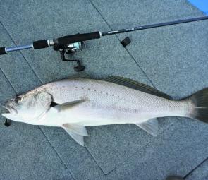 – Lake Mac lure fishing specialist Mick Pavlic jigged up this jewie in 9m.