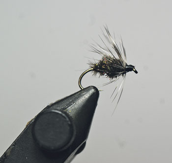 Tie in a grizzle hackle and take 2 turns wet fly style, brush the fibres back after each turn.