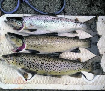 A lovely trio of trout caught by Donovan Wilson.