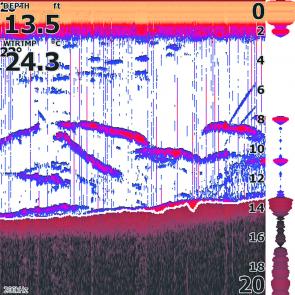 This sounder shot shows bass in cooler water along an edge feeding on gudgeons up near the surface.