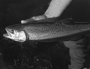Fish early and late in the day when water temperatures are cooler and trout are more likely to be feeding actively.