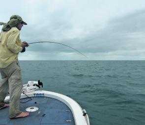 The author working on a cobia in the Gulf taken on the back of a manta ray. 