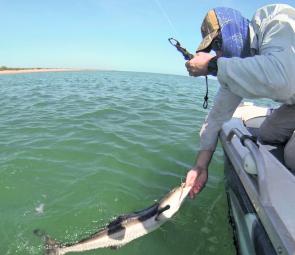 The moment of truth for the author’s cobia taken on fly.