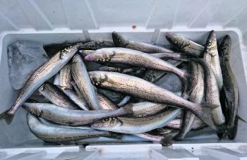 Another good bag of whiting we caught in 10°C water at Port Albert.