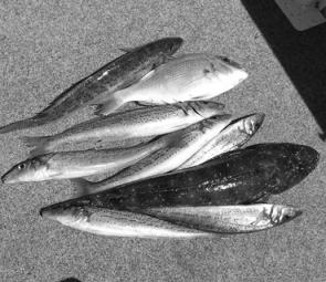 Mixed bags of whiting, flathead and pinkies aren’t unusual during calm Easter weather.