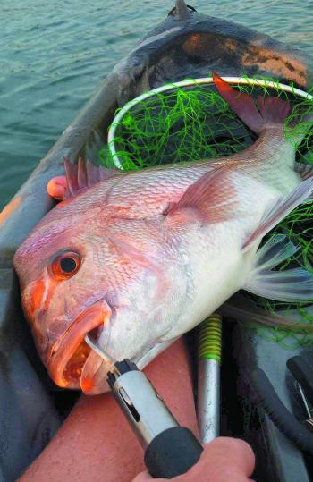 Big snapper are a real possibility in these waters, so it pays to be ready. 