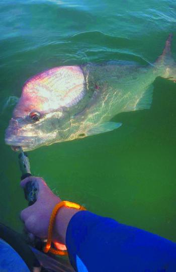 The author believes practising catch and release where possible is an important step in ensuring there’s stocks for future generations. 