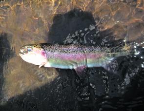 January saw an improvement in the trout fishing in the upper reaches of the Ovens and King catchments. This nice small stream rainbow trout fell to a 1