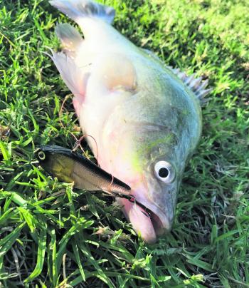 Some anglers are upsizing their lures to catch yellas and cod.