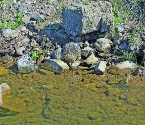 Wildlife abounds in Glenbawn. Seconds after the author took this shot, a 1.8m tiger snake slid down the bank and tried to board his boat!