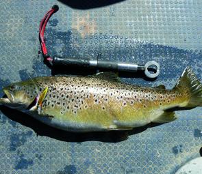 A big Fyans brown trout safely in the boat after a very acrobatic and nerve-racking fight.