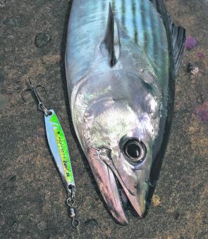 The SureCatch Knight is one of the most reliable lures for high-speed spinning, although there are quite a few other similar lures on the market.