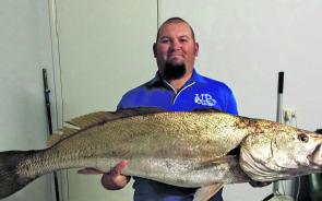 With lots of school mulloway around, ones like this aren’t easy to catch. Remember to release any mulloway under 75cm.