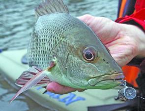 Mangrove Jack are good fun on surface lures, this one was taken on a 52mm Sebile Splasher. Big isn’t always best for jacks.