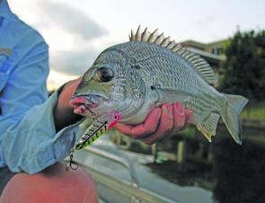 Another nice bream on a Maria Pencil.