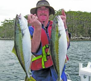 Yellowtail kingfish have arrived – most are 2-3kg like these fish.