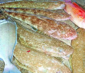A mixed bag of flatties, a mowie and a pigfish can quickly convert to a great barbecue feed.