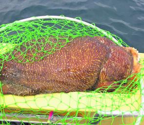 Often there are some surprises that come from the deep, like this superbly coloured cuttlefish. As they die off after laying their eggs, snapper feed on the carcases.