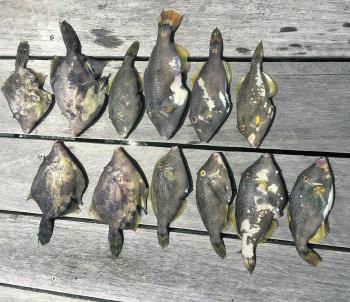 Norm caught these fan-bellied jackets from Jones Wharf in the harbour.