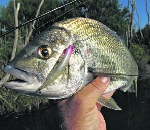Fishing Monthly Magazines : Big bream on bents