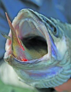 Trout don’t mind a big feed – this enthusiastic fish is a little stuck with eating a redfin perch.