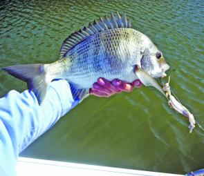 Bream were ravenous over Spring. This fish took a 30cm strip of tailor aimed at a jewie on 60lb leader!