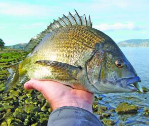 The rocky shores around Geilston Bay have been producing some cracking bream for land-based lure casters.