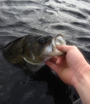 A gob that big can easily munch down big lures, even as long as 120mm. 