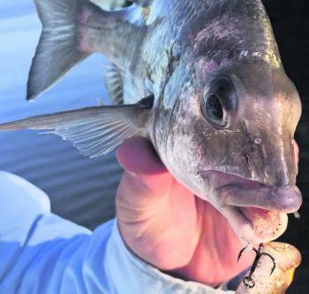 Bream are scattered throughout the bay, with fish up to 40cm not uncommon.