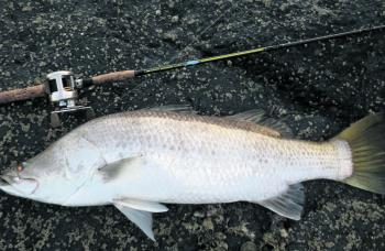 The headlands have continued to give up the odd quality barra for those anglers prepared to put in the time, early and late.