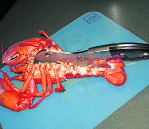 Lay the cray on its back and cut it in half with a meat cleaver. 