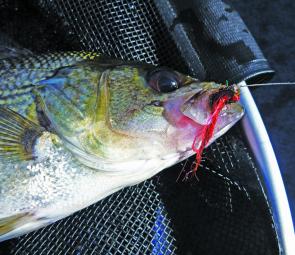 Don’t overlook the red Vampire; on some days it’s the best fly for impoundment bass. 
