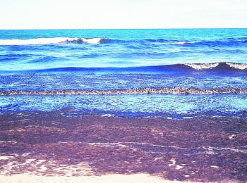 The dreaded weed choking the surf zone and washing onto the beach.