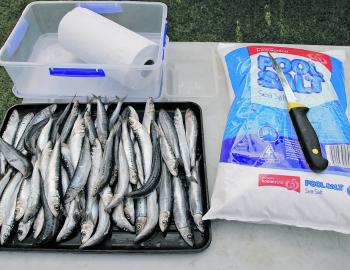 For making great baits you will need some pilchards, newspaper or absorbent kitchen paper, a container with a sealable, preferably airtight lid or a large tray and some swimming pool salt. If you have some damaged pilchards, you will also require a knife