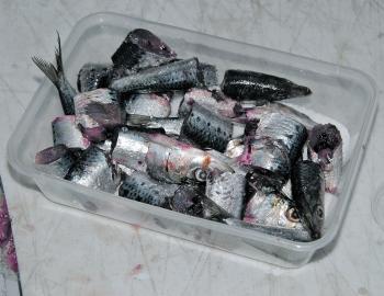 Badly damaged pilchards can be chopped into bait size pieces, either cubes or half pillies. Put a layer of salt in the bottom of a small container or clip seal bag and then place the pieces in.