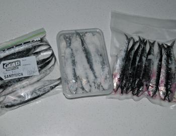After the pilchards have been in the salt for at least six hours (preferably overnight), take them out and then layer them in a container or seal them in a clip seal bag or Cryovac. Leave the salt that is clinging to each pilchard on them. The longer they