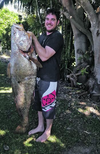 Mulloway are about in good numbers and some of them a whoppers! 