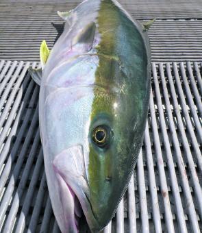 It’s been great to see such an abundance of these fish off the Bellarine and Mornington Peninsula this year! 