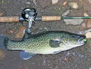 A Murray cod of around 40cm caught on a green coloured Tsunami soft plastic in clear water. 