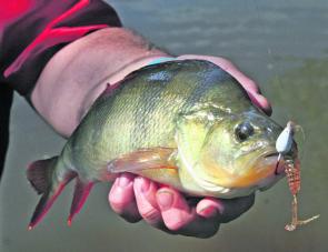 A chunky redfin caught on a Damiki D grub rigged on a title shot weedless jig head.