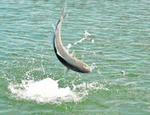 A high-flying salmon from Wallaga Lake.