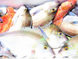 A haul of tasty reef fish deserves the best treatment. Remember to keep them in top condition in a saltwater ice slurry.