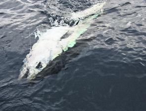 This is what 80kg of bluefin looks like sliding up to the boat before release.