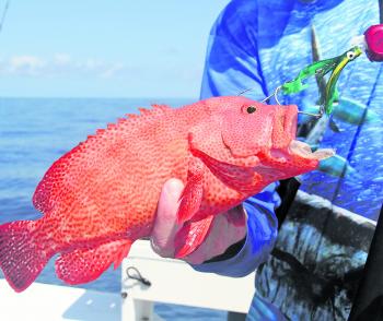 Reef fish love the Kabura jigs, especially the new Yamashita Tai Kaburas with their interchangeable weighted heads. 