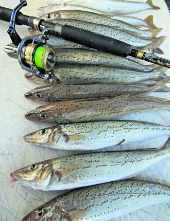 It might not be a summer bag’s worth of whiting, but in winter this is a cracking catch of quality fish. 